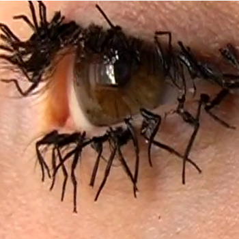 fly-leg-eyelashes.jpg