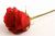 No Rose Ceremony On 
