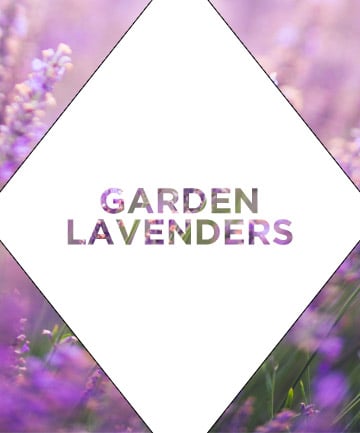 The Shade: Garden Lavenders