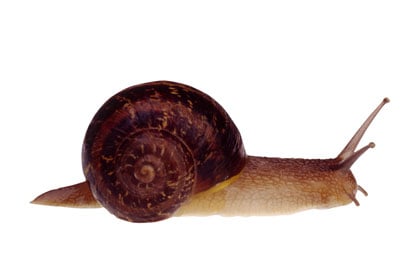 Snail Ooze (KNU)