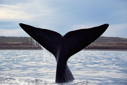 Whale Vomit (Ambergris)