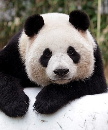 Panda Tattoo Symbolism: 