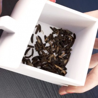 Will Eating Maggots Be the Next Diet Fad? (Count Us Out)