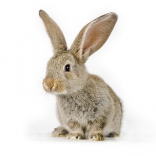 Sorry Pork, Rabbit is the New 'Other' White Meat