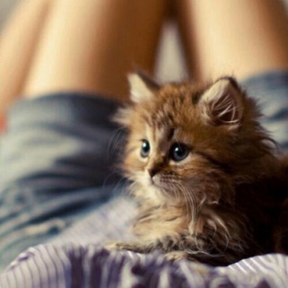 Accessories Made With Real Cat Fur Found In German Megastores