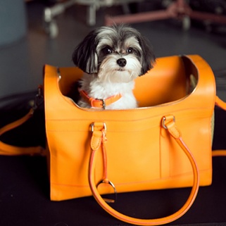 Ralph Lauren's Accessories -- Modeled by Adorable Doggies