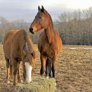 Spa Treatments Have Gone To The Horses