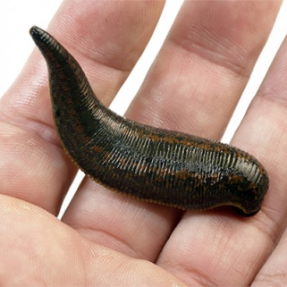 Leech Therapy Is A 'Thing' In Brooklyn Now