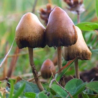 Doctors Are Treating Anxiety With Mushrooms