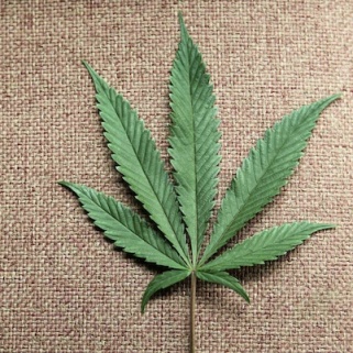 Wait, Pot Can Reduce Skin Cancer Risk?
