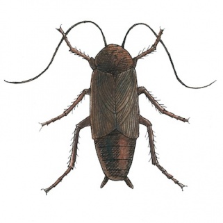 Waiter, There's a Cockroach in My Makeup