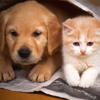 A Definitive Answer to Whether Cat or Dog People Are Better
