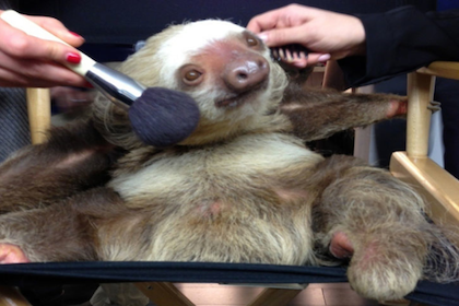 Weekend Recap: C.C. The Sloth, Psy's New Gig and More