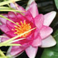 Blooming Lily