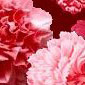Fragrance Bouquet