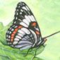 Butterfly Diary