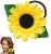 Avon Sunflower Elastic