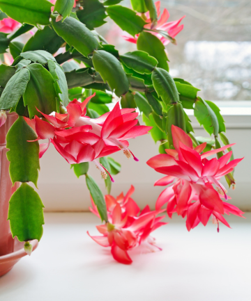 No. 10: Christmas Cactus 