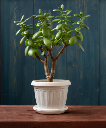 No. 9: The Jade Plant