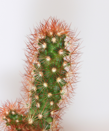 No. 5: Pincushion Cactus