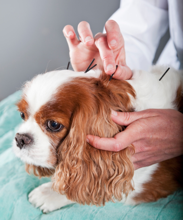 The benefits of acupuncture for pets