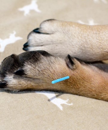 How does acupuncture work for babies and pets? 