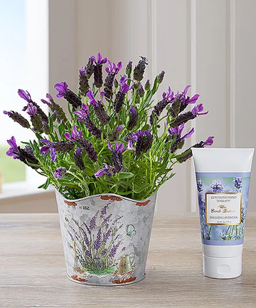Lavender: Eases Stress, Aches and Pains
