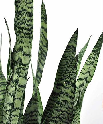 Sansevieria: Gives You Extra Oxygen for Sleepytime