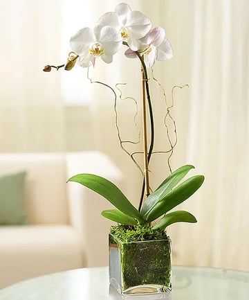 White Phalaenopsis Orchid: Helps You Chill Out