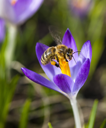 The rapid disappearance of bees