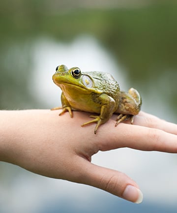 Eat the Live Frog (aka Do the Worst Thing First)