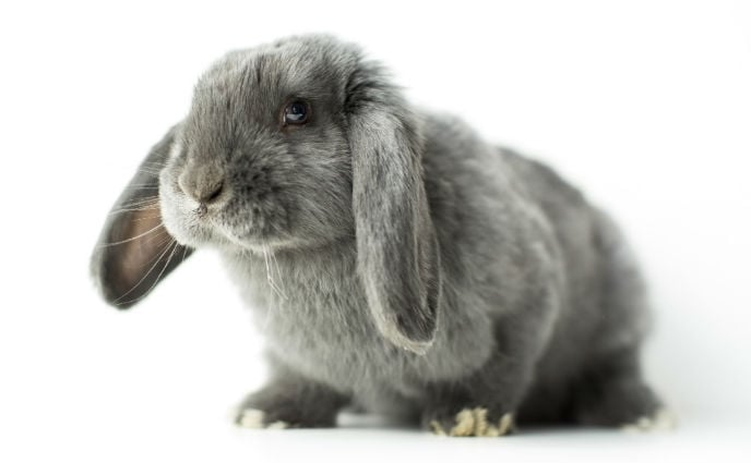 California Could Be the First State to Ban Animal Testing on Cosmetics