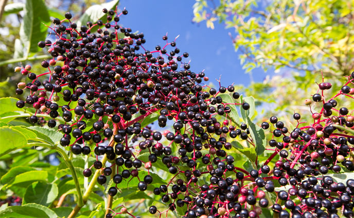 4 Reasons Elderberry Is Our New Favorite Superfood