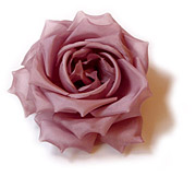 Dominique Duval One Rose on a Bobbi Pin