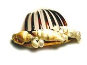 Dominique Duval By The Sea Shell Exotic Comb
